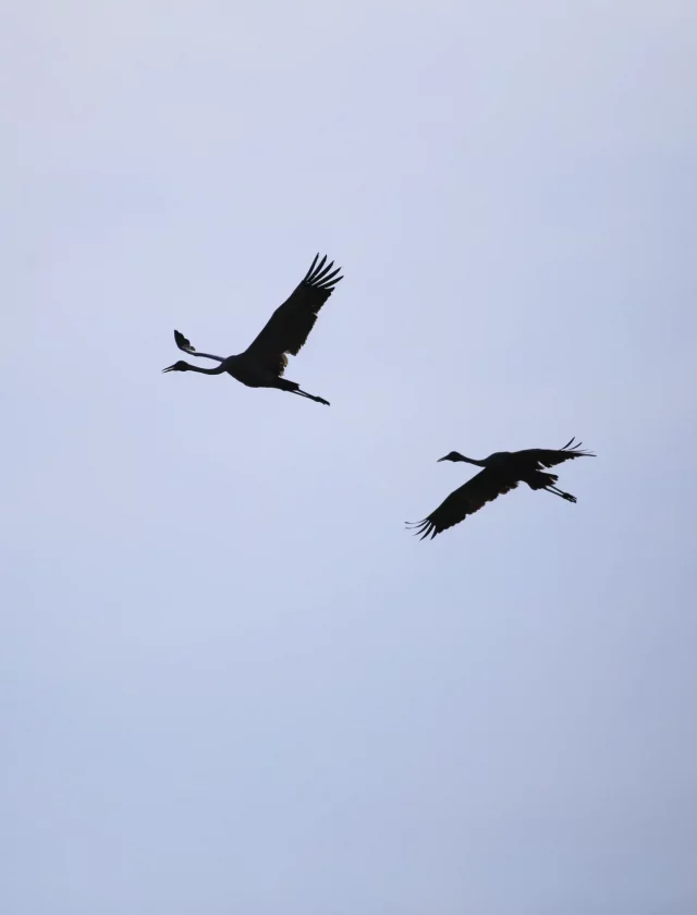 Brolgas in flight over Finnniss River Lodge