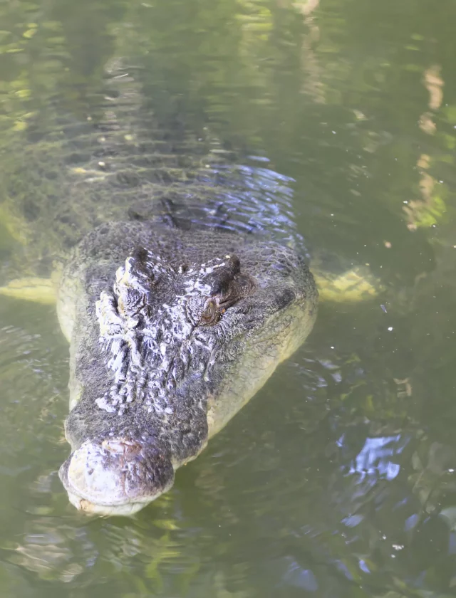 Crocodile in the Finniss River