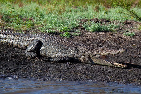 Crocs in the Wild